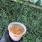 Apple Crisp Chia Pudding