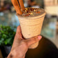 In Store Only- Maple Pecan Protein Shake