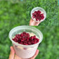 Pomegranate chia pudding